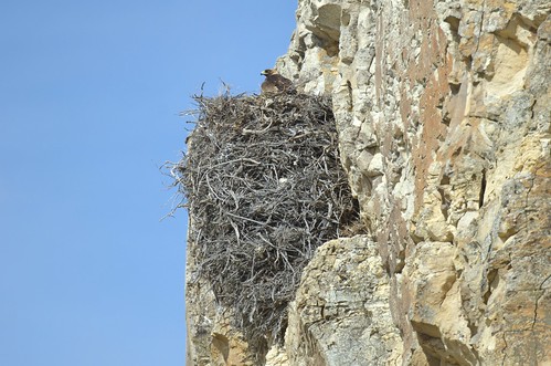 24april2015 april 2015 malheurnwr bird raptor goldeneagle eagle malheurnationalwildliferefuge malheur