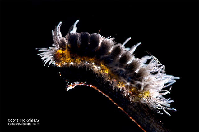 Caterpillar - DSC_8587