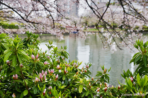 japan river dof blossom sakura osaka flowerbuds