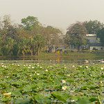 Lotus-pool