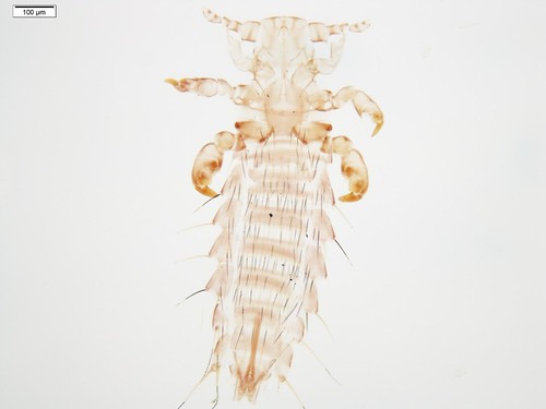 Microscopic image of a louse that was collected off of something in the family Sciuridae