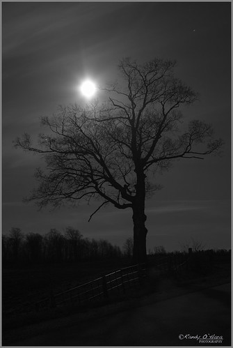 tree night canon monochromatic fullmoon nighttime nightscapes 6d moonrising canon6d