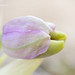 Ibiza - Ophrys tenthredinifera