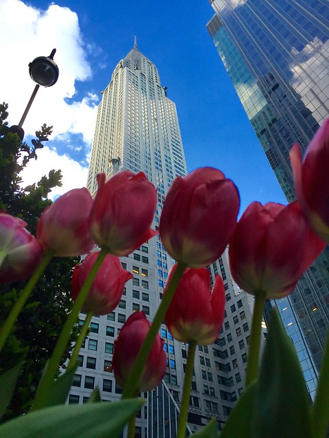 Tulips at the Chrysler Building