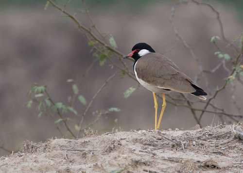 india sultanpur wader lapwing plover bird ngc