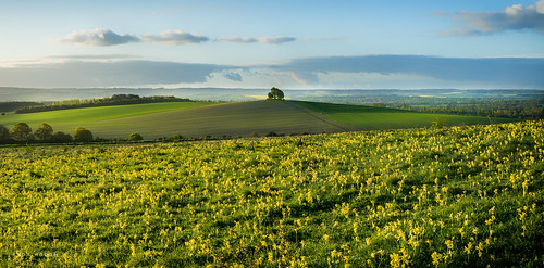 morning trees england panorama tourism sunshine landscape dawn spring unitedkingdom pano sony gb fields oxfordshire wallingford lightroom stiching wittenhamclumps southoxfordshire barrowhill a99 sonyalpha andyhough earthtrust slta99v andyhoughphotography