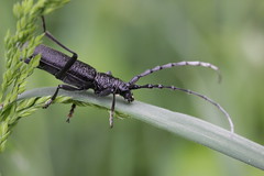 Capricorn Beetle - Cerambyx scopolii