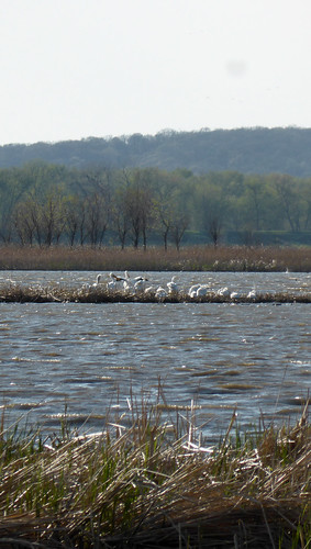 white pelicans american ramsarconvention