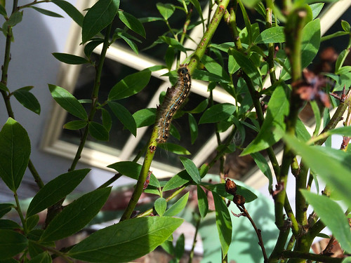 Caterpillar Friend on a Blueberry Bush (5-6-15)