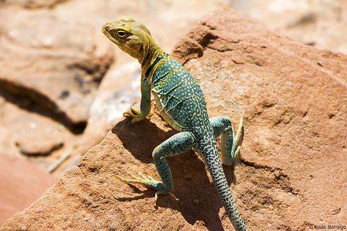 colorado rocks desert wildlife lizard grandjunction dominguezcanyon uploadedviaflickrqcom canonrebelt4i