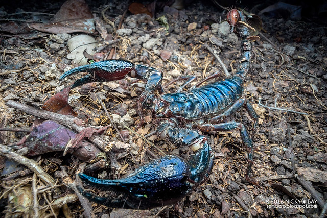 Black forest scorpion (Heterometrus sp.) - DSC04323