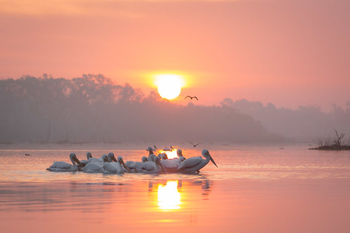 birds sunrise texas pasadena americanwhitepelican kayakphotography gseloff horsepenbayou galvestonbayestuary