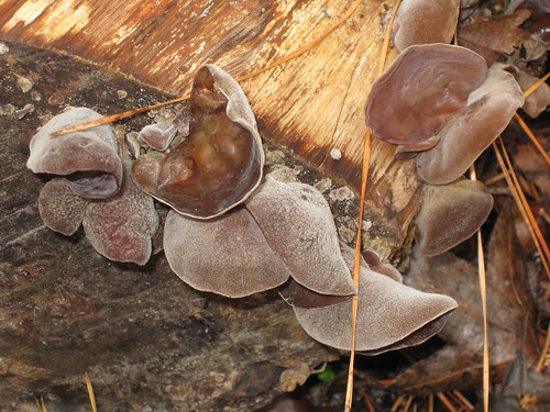 Mushroom Wood's Ear
