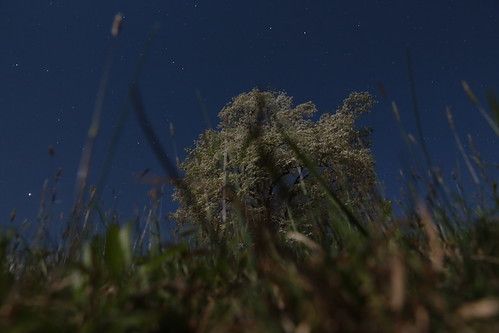 moon white tree grass stars nighttime longshutter nofilter