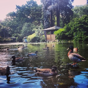 Duckies swimming in the Botanical Garden.