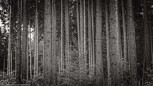 wood trees blackandwhite nature monochrome forest germany deutschland woods outdoor natur schwarzweiss wald bäume forests rheinland rhineland rheinlandpfalz wälder rhinelandpalatinate linesoftrees baumreihen