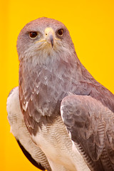 Aigle gris - Photo of Bourth