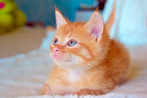 Lion, gatito naranja guapo y resalao nacido en Marzo´15, necesita hogar. Valencia. ADOPTADO. 17343109166_f834cfe5f8