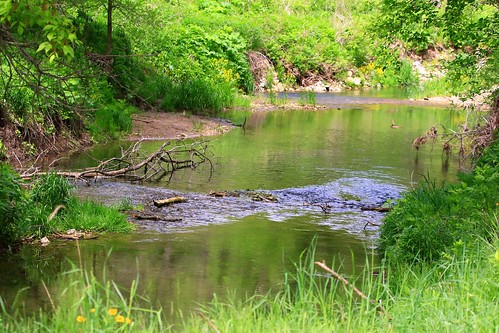 county creek wildlife reis iowa larry coon area winneshiek