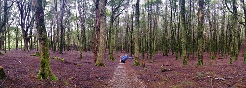 Tom showing off his yoga skills in the forest on the way to Harwood's Hole