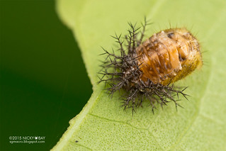 Ladybird pupa (Coccinellidae) - DSC_9972