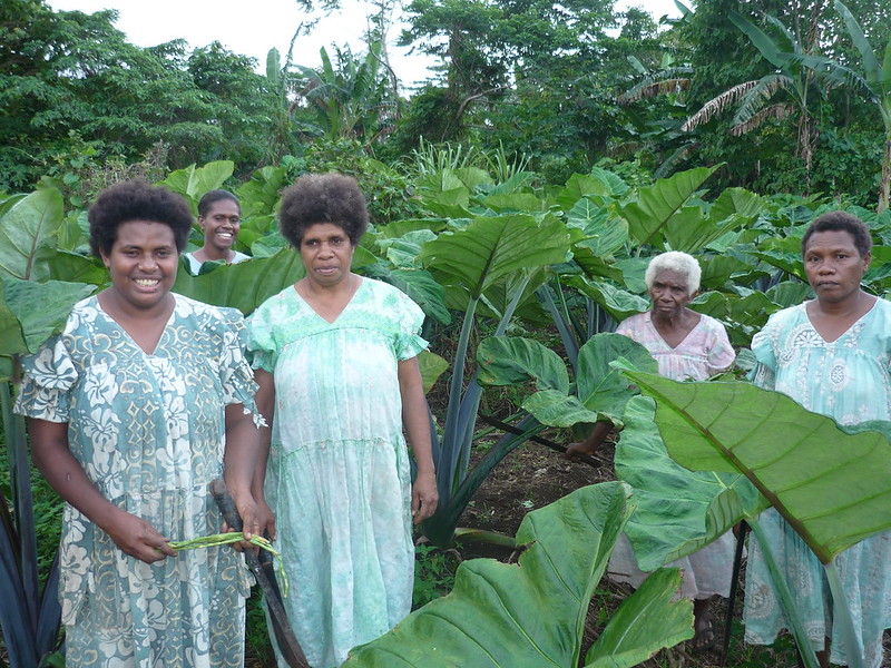 Women from the village of Pessena, northern Espiritu Santo, Vanuatu, in front of their plants of cocoyam. Photo by Vincent Lebot, CAB International.