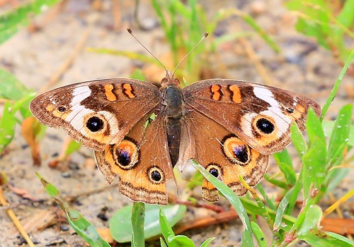 park county lake butterfly reis iowa larry meyer buckeye winneshiek