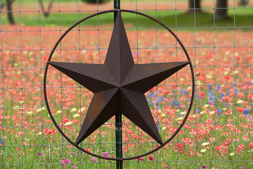 star texas bloom seguin guadalupecounty