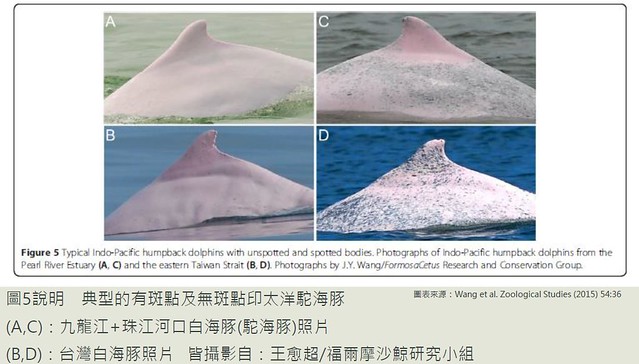 中華白海豚兩個亞種差異比較。（圖片來源：王愈超John Wang）