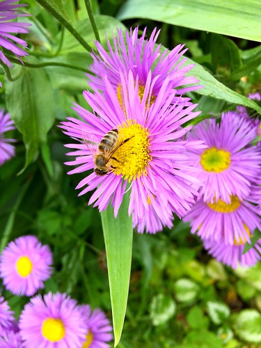 summer flower macro garden photo fresh bee chill iphone takenwithiphone iphonephotography