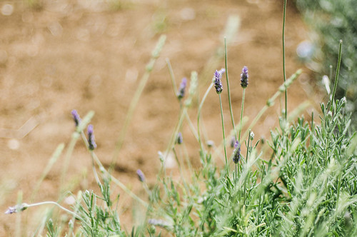 nature 50mm lavender gioiadelcolle 50f14 f14d nikond90 vsco vscopuglia