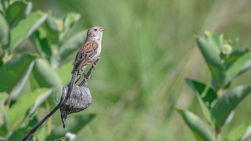 bird fieldsparrowspizellapusilla sparrow fennville michigan unitedstates us