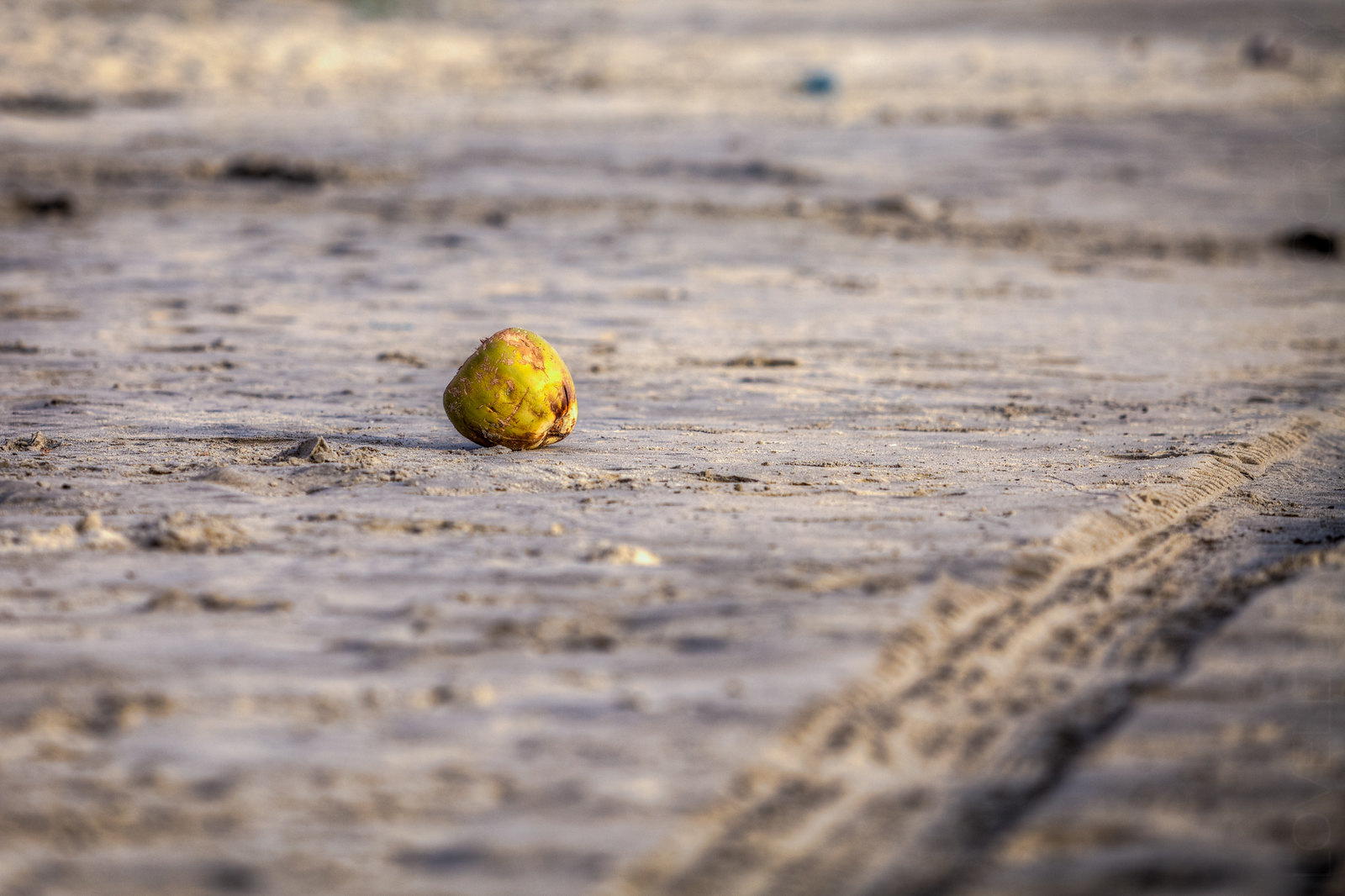 A coconut washed ashore