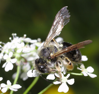 Biene auf Aegopodium podagraria