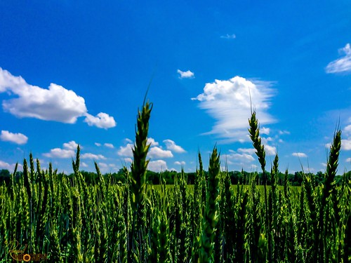 blue usa green nature field clouds landscape us wheat maryland bluesky greenfield blueskyandclouds greenwheat centervillemd
