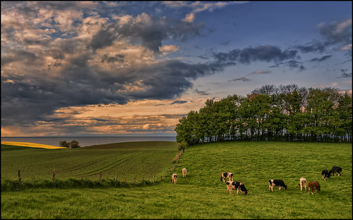 sky tree green yellow clouds germany de landscape deutschland cow outdoor drama schleswigholstein balticcoast schwedeneck