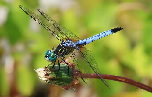 park county blue silver dragonfly reis iowa larry springs dasher winneshiek