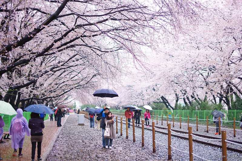 Photo under Sakura
