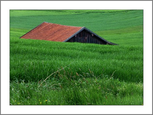 grün landschaft niederbayern getreidefeld stveit rottal kälberhütte