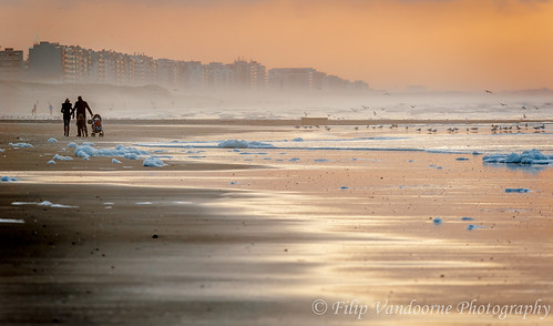 sea beach evening coast sand seagull shoreline shore northsea silhouet koksijde belgiancoast d700
