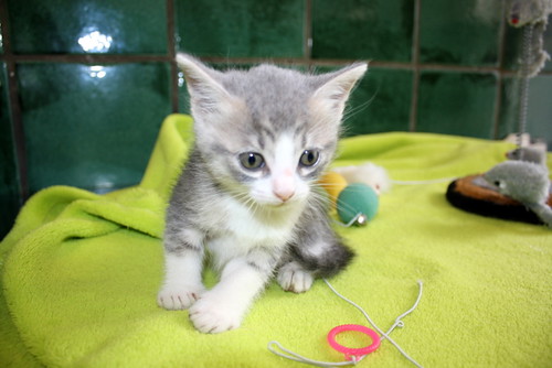 Kobu, gatito azul y blanco monísimo nacido en Abril´15, en adopción. Valencia. ADOPTADO. 17719057642_da6a83242d