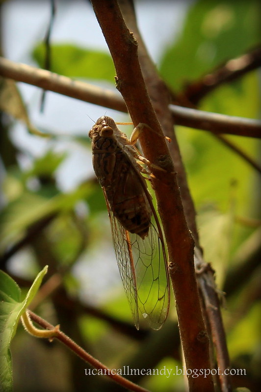 Cicada cricket/grasshopper