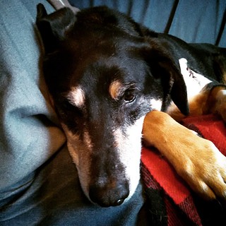 The patient is home resting, currently free of the cone of shame. My boy is NOT the sharpest tool in the shed... He kept crashing into the wall at the vet, thinking it was the door. #dogstagram #instadog #coonhoundmix #ilovemydogs #rescuedog #muttsofinsta