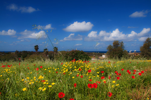 geotagged cyprus paphos cyp páfos eparchíapáfou archaeologicalsite”cypruspaphosarchaeologicallighthouse“lighthouse”weatherskycloudscloudyflowerpoppymarigoldmeadowbluecypruspaphosarchaeologicalhouse katopafosarchaeologicalpark katopark“fabricahill”“ayiouayapitikou”amphitheatrecypcypruseparchía kátopáfos geo:lat=3476261886 geo:lon=3241374493 páfoukáto