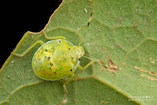 Stink bug nymph (Pentatomidae) - ESC_0024