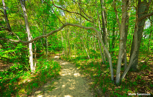 park trees color green nature forest landscape sand woods nikon hiking michigan wide scenic sigma 1020mm d5100