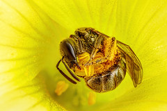 Collecting Pollen