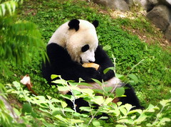  panda bear