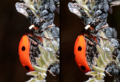 macro nature insect 3d stereo ladybug aphids crossview