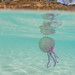 Ibiza - Medusa